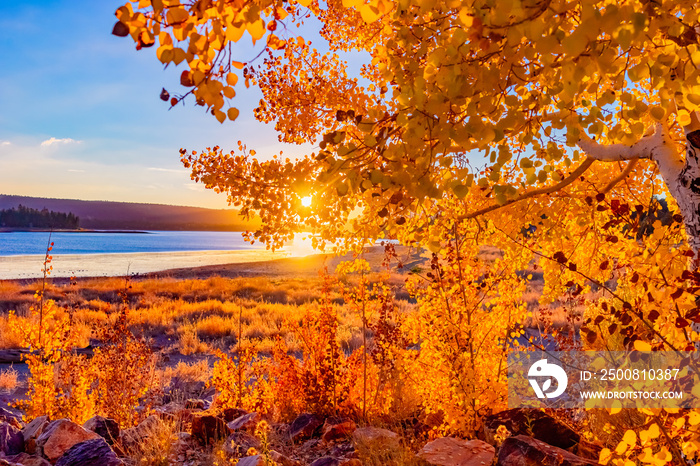 Close up  of a  Golden aspen tree is backlit at Big Bear Lake near San Bernardino, Ca