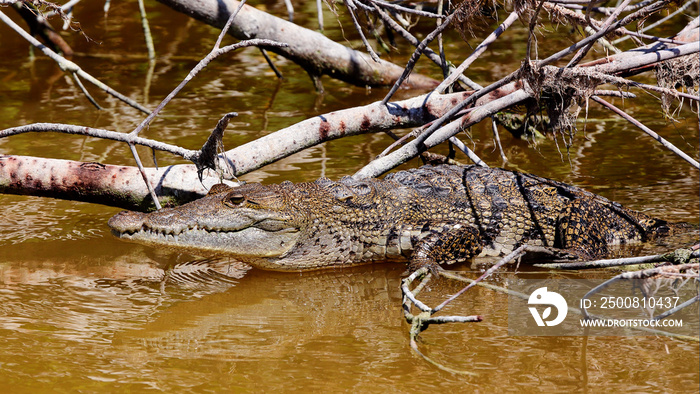crocodile yucatan