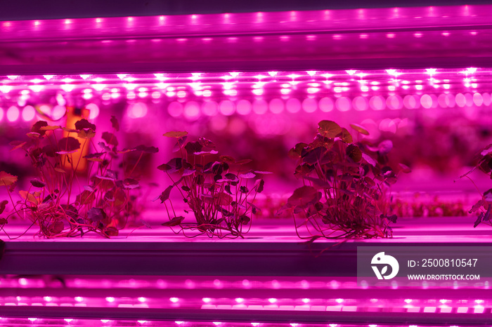 Eco organic modern smart farm . Vegetable green salad growing in hydroponic system. Plant cultivated in hydroponic system with red phyto lamp.