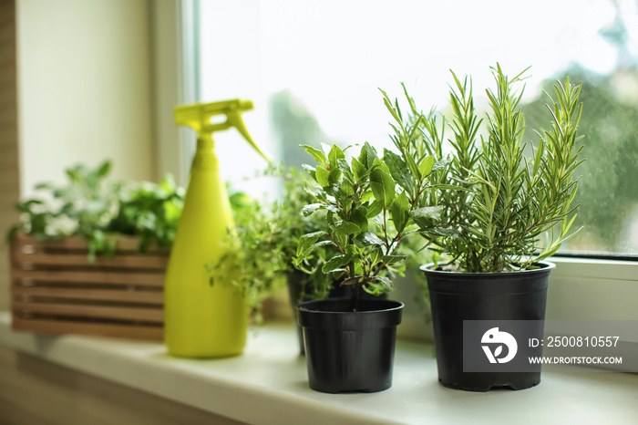 Pots with fresh aromatic herbs on windowsill