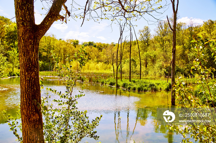 Marsh in the forest