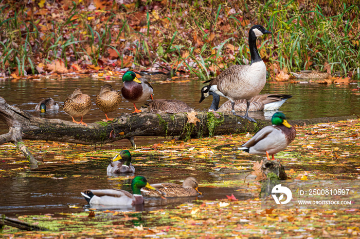 Mallard ducks and Canada geese.  Focus is on the Canada goose.