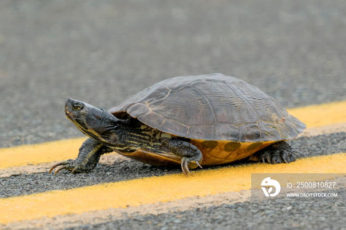 Yellow-bellied Slider Turtle crossing the road