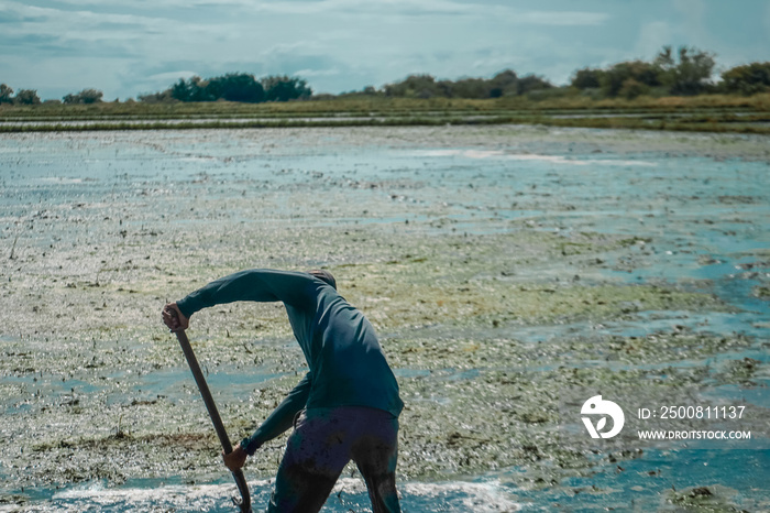 Rice harvesting. Man working under the sun. Immigrant.