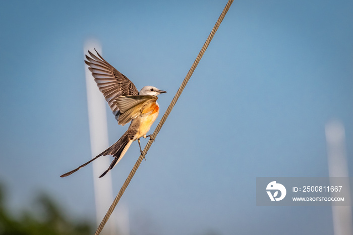 Scissor-tailed Flycatcher (Tyrannus forficatus) perched on a wire