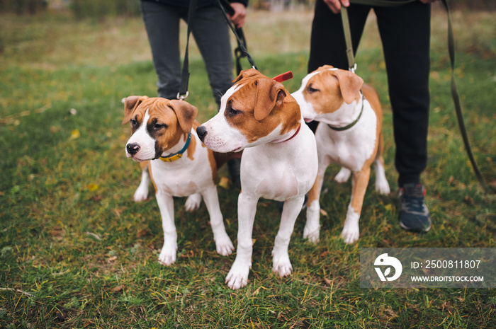 Cute puppies of the American Staffordshire Terrier walk in the autumn park with their master. Dogs from the same litter.