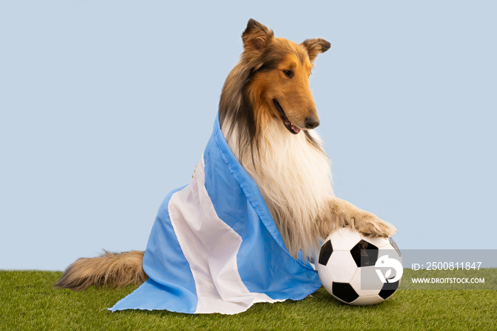 collie dog with argentina flag and soccer ball