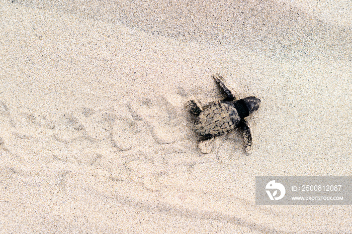 Baby Loggerhead Turtle at Kefalonia (Greece)