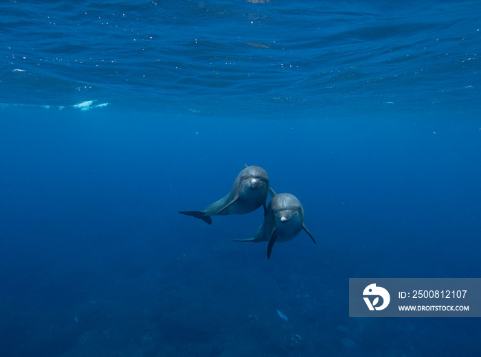 dolphin in water