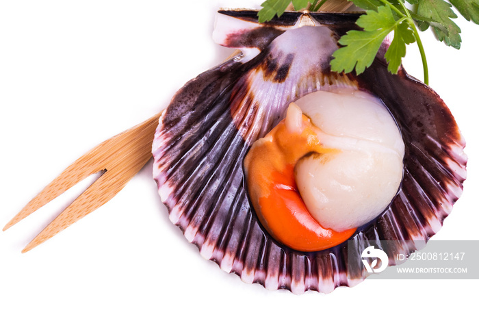 raw natural scallop in its shell