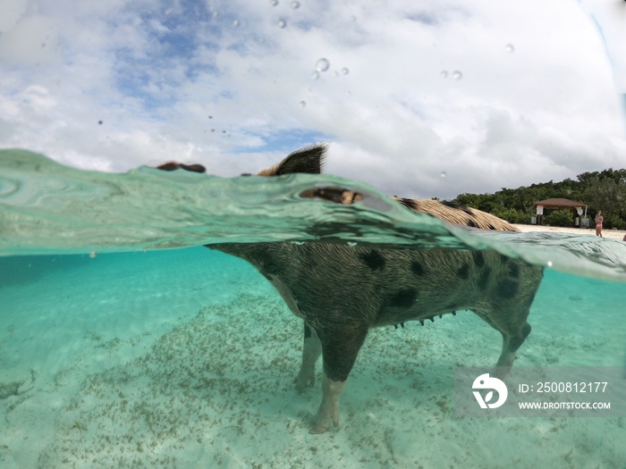 Underwater dome shot of a swimming pig at the Exuma Cays, Bahamas