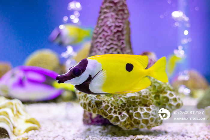 Foxface Rabbitfish at Thailand Ocean