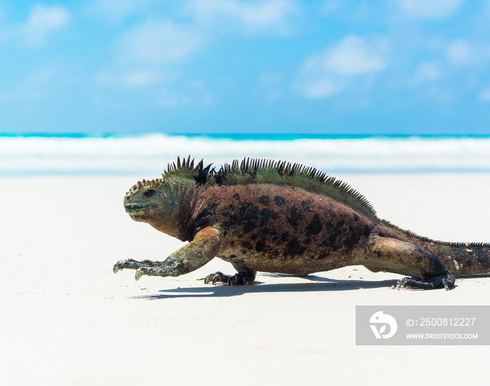 Iguana Beach