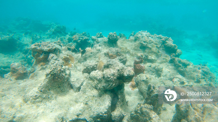 UNDERWATER: Grim view of decaying ocean floor and bleached coral reef in Pacific