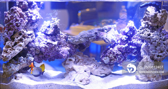 Pet shop aquarium