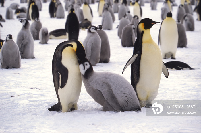 Juvenile Emperor penguin (Aptenodytes forsteri) being fed in the colony near the British Haley Antarctic station, Atka Bay, Weddell Sea, Antarctica