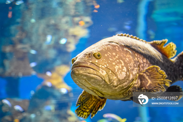 Exotic fish underwater