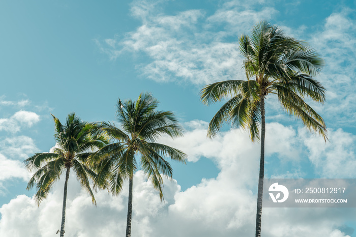 Palm trees at Kahanamoku Beach, Waikiki, Honolulu, Oahu, Hawaii.  The coconut tree (Cocos nucifera) is a member of the palm tree family (Arecaceae) . Hilton Hawaiian Village Waikiki Beach Resort