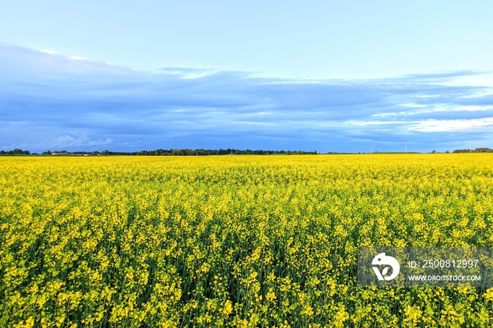 A yellow sea of canola fields in Edmonton, Alberta, Canada