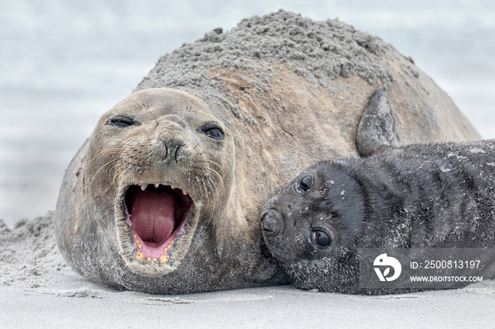 Southern Elephant Seal cow protecting pup