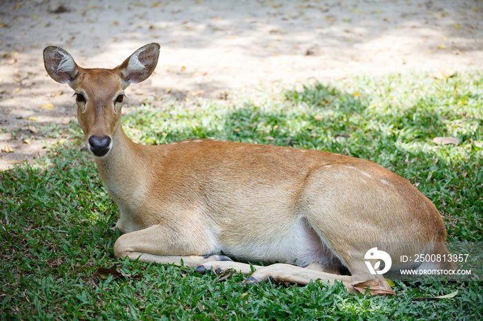 a cute female deer sit in the ground in khao kheow open zoo in t