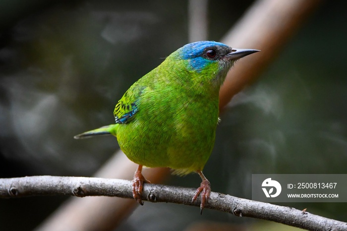 Blue Dacnis (Dacnis cayana): female