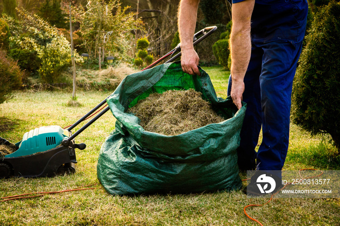 Using scarifier in the garden. The man fertilizes the soil in the garden, preparing for work on the garden. Aeration with a blue scarifier. The gardener works outside taking care of plants.