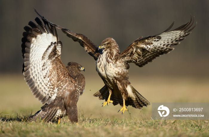 Common buzzard (Buteo buteo) in fight