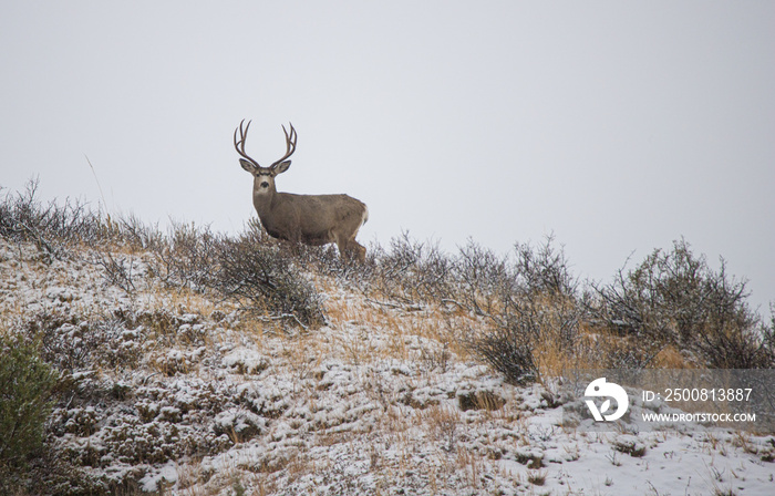 Mule deer in rutting buck and female