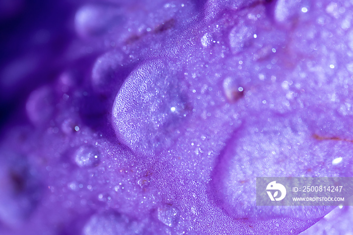 droplet of water on the top of a purple flower