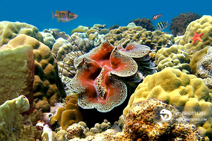 Tridacna gigas and coral reef