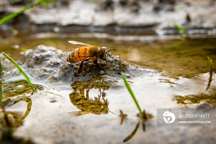 Bee drinking water