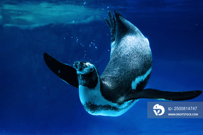 Penguin swimming in water