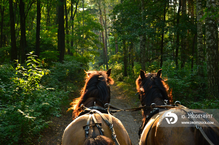 A ride through the forest in a horse-drawn carriage. Somewhere in the Polish countryside.