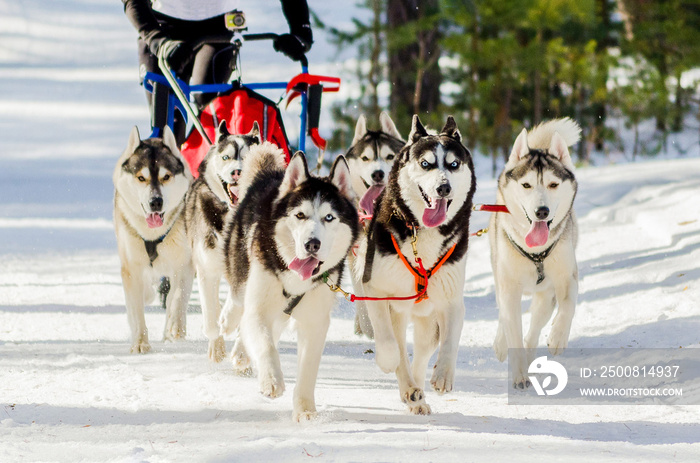 Sled dogs race competition. Siberian husky dogs in harness. Sleigh championship challenge in cold winter russia forest.