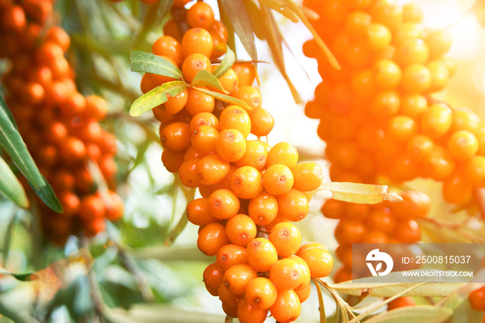 Sea-buckthorn berries and tree close up