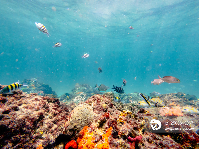 school of fish swimming in ocean with coral reef