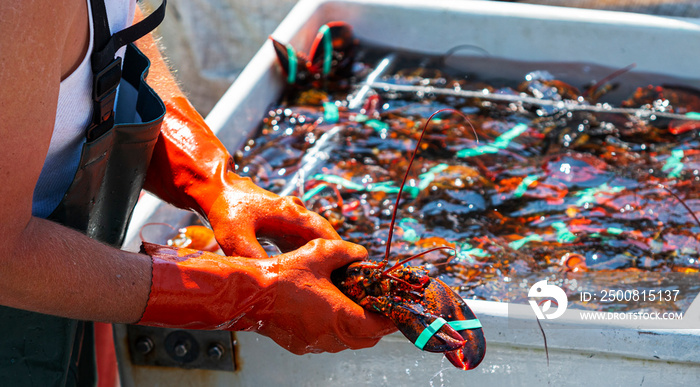 Fisherman holding a live Maine lobster as he sorts the days catch in to bins