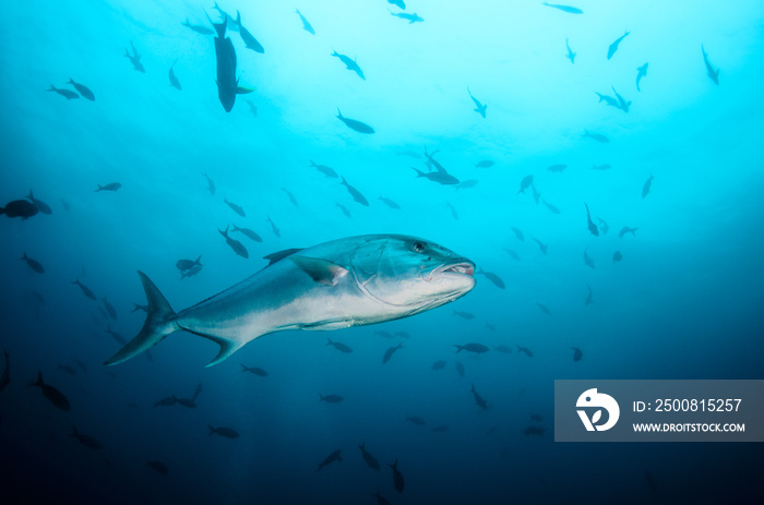 Greater amberjack (Seriola dumerili). Cabo Pulmo National Park, The world’s aquarium. Baja California Sur,Mexico.