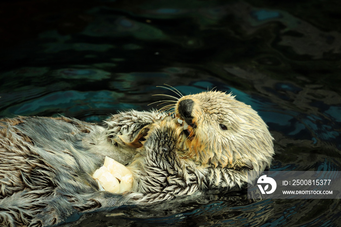 Sea otter eating fish in the Alasca