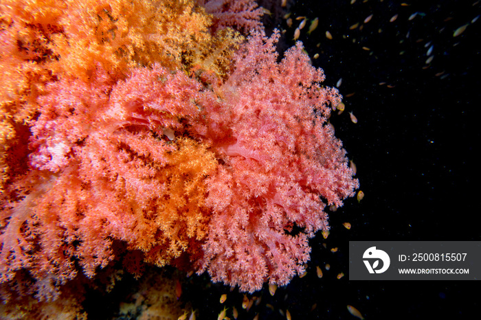 Alcyonarian Soft Coral underwater landscape colorful view