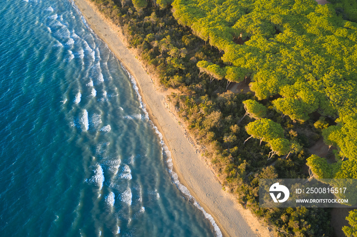 aerial view of the pine forest that meets the sea in the tuscan orbetello lagoon