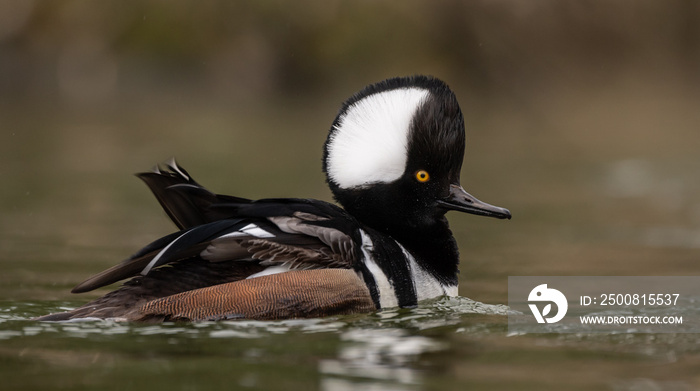 Hooded Merganser