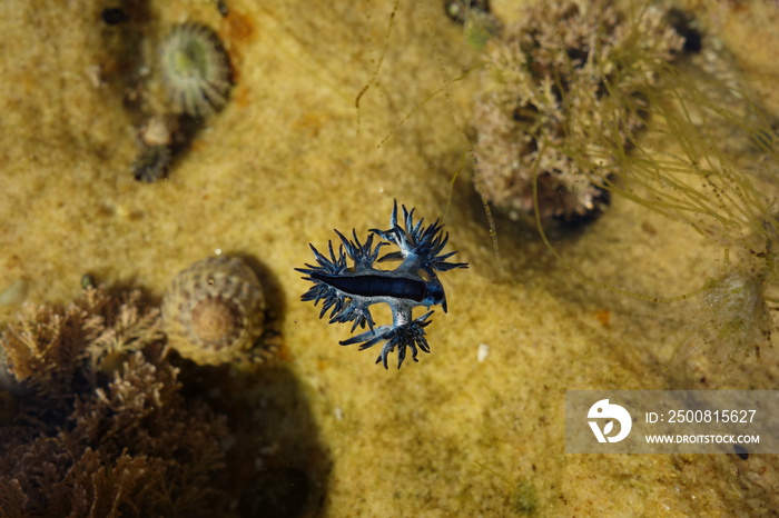 Blue Dragon, Glaucus Atlanticus, Blue Sea Slug