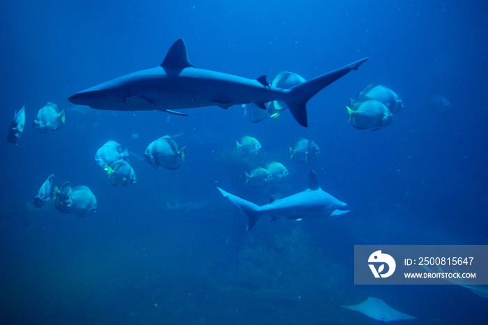 Large shark and other fishes in the deep under water, sea fish in zoo aquarium, close up