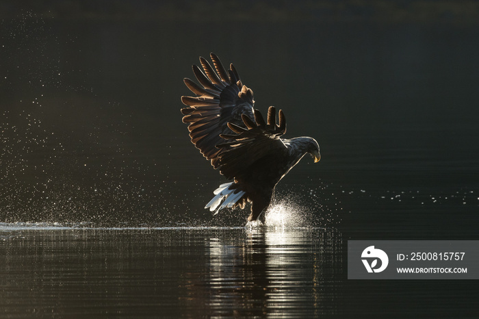 White Tailed Eagle Hunting.