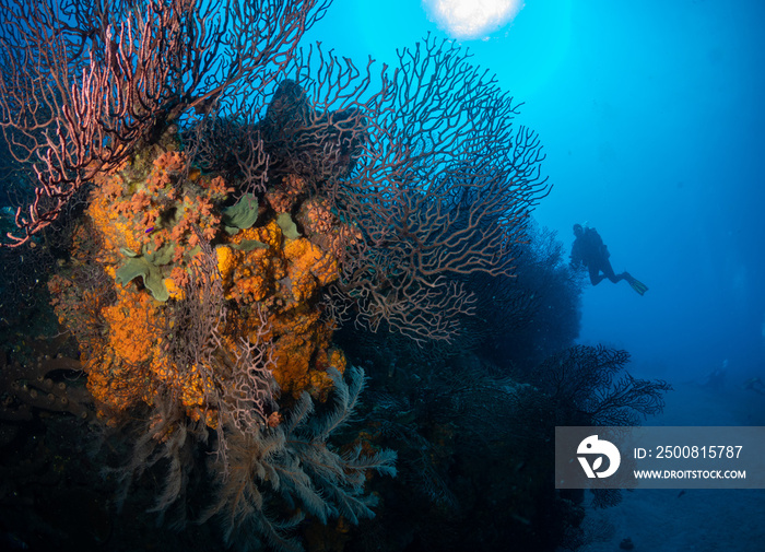 Woman scuba diving on the reef off the Dutch Caribbean island of Saba