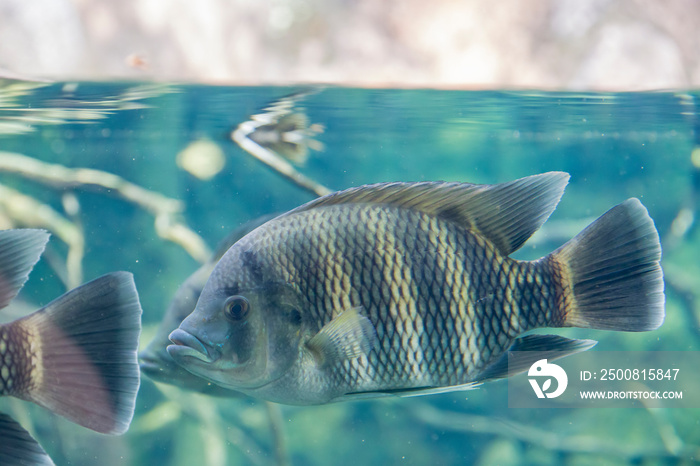 zebra tilapia (Heterotilapia buttikoferi) is a species of mudskipper found along tropical shorelines of the eastern Indian Ocean where it occurs in marine, brackish and fresh waters.