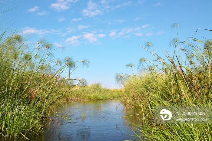 Okavango delta, plants that grow from water mainly Cyperus papyrus. Taken from a boat from mokoro, paddled by a local guide using a long wooden lath, Botswana, Africa.