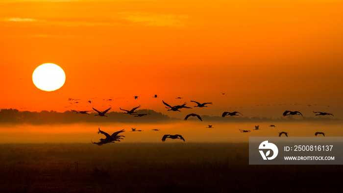 Beautiful photography of a huge flock of birds. Common Cranes (rus grus).